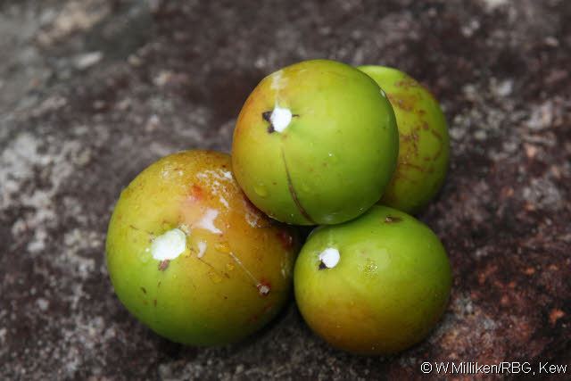 معرفی و راهنمای پرورش درختان میوه - مانگابا